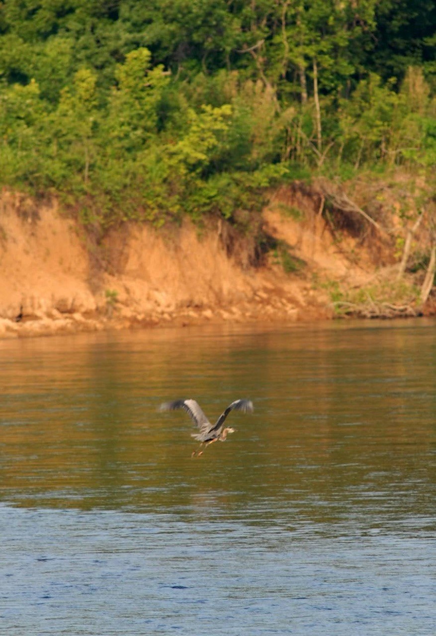 Current River wildlife, bluffs, and scenic corridor